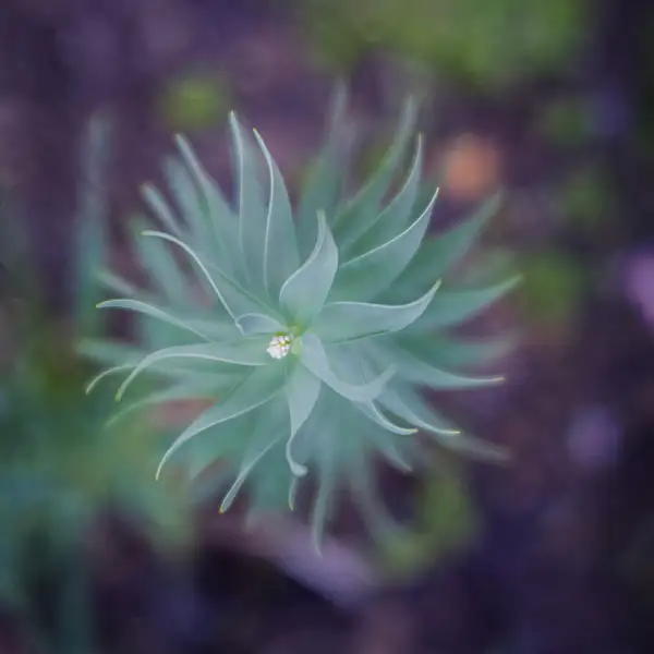 green plant swirl by jaxpropix