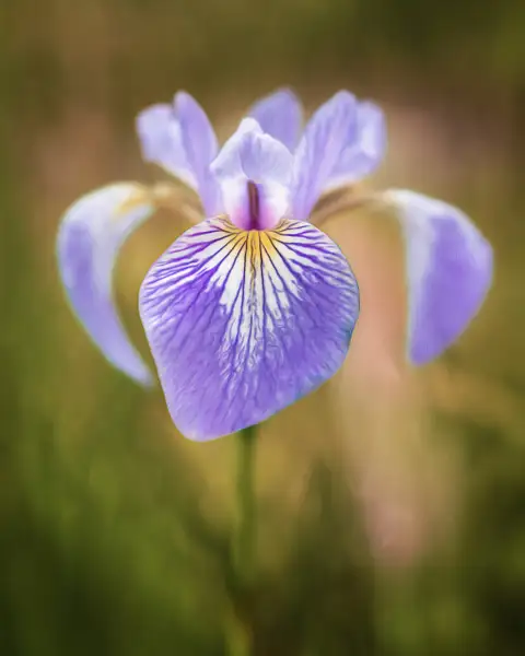 pur-white iris 2 by jaxpropix