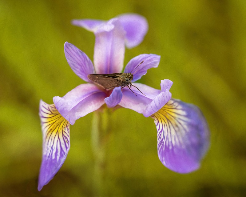 pur-white iris