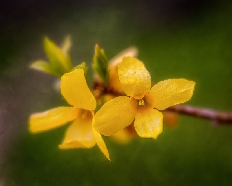 yellow forsythia