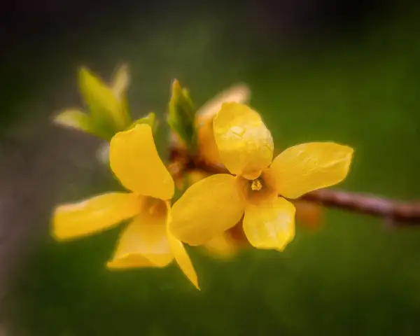 yellow forsythia by jaxpropix