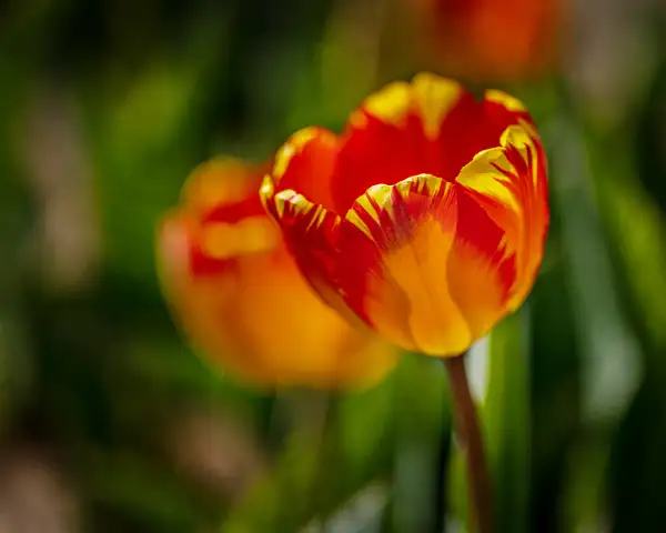red-yel tulip by jaxpropix