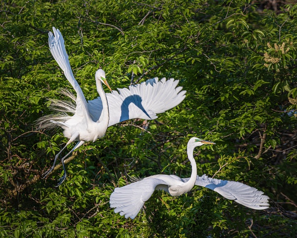 2 egrets - jaxpropix