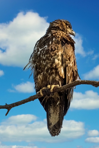 juvenile eagle - jaxpropix