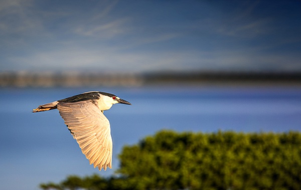night heron golden light - jaxpropix