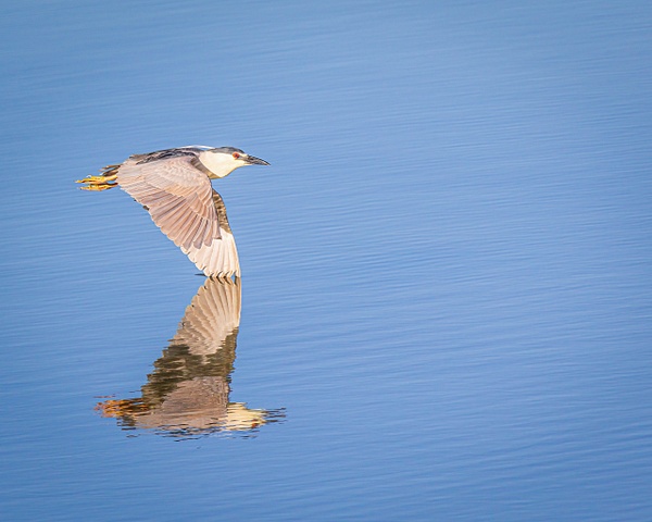 night heron reflection - Birds - JaxPropix Photography