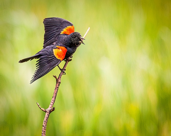 red wing black bird - Birds - JaxPropix Photography
