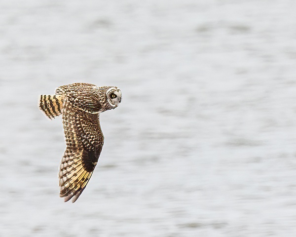 short eared owl - Birds - JaxPropix Photography