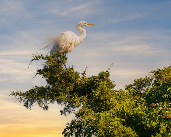 white heron golden light - Birds - JaxPropix Photography