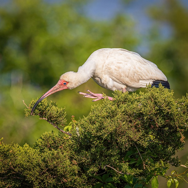white ibis - jaxpropix