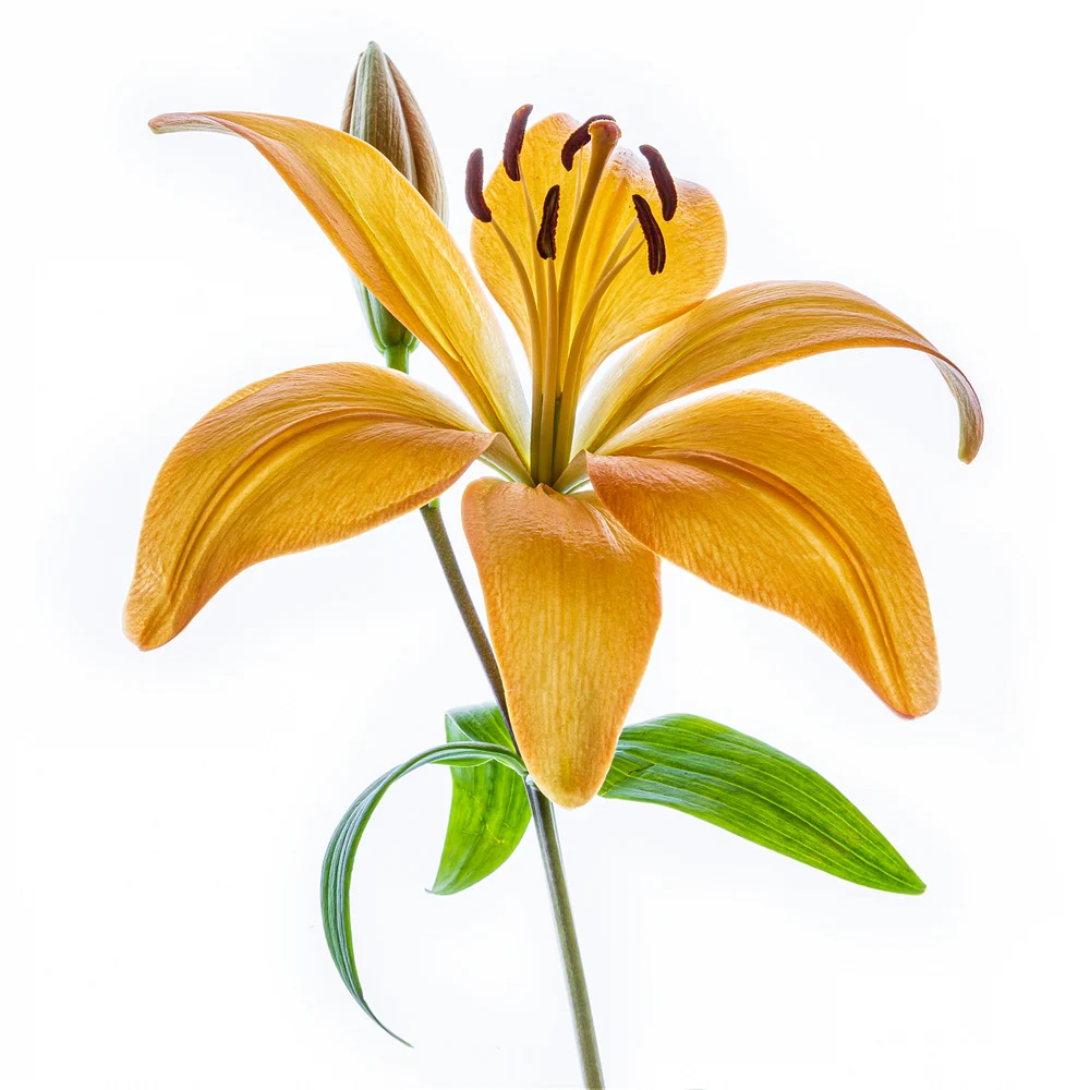 org lily on white