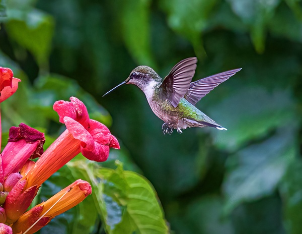 2021-08 hummingbird - Birds - JaxPropix Photography 