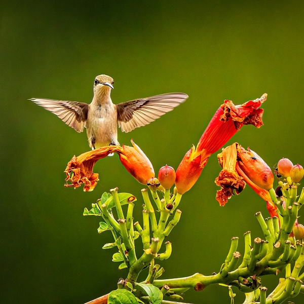 2021-08 hummingbird-4 - Birds - JaxPropix Photography