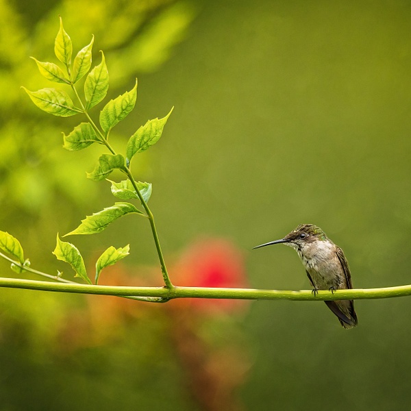 2021-08 hummingbird-3 - Birds - JaxPropix Photography 