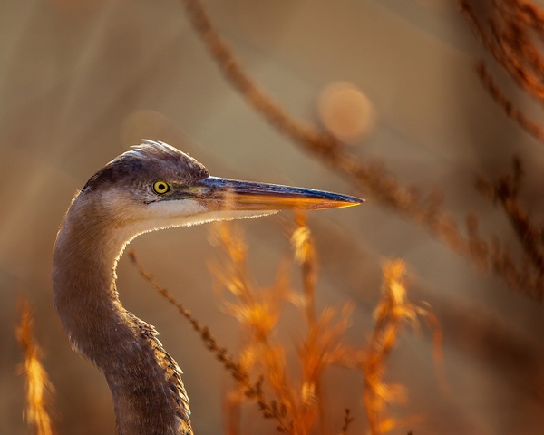 blue heron vets park - Birds - JaxPropix Photography 