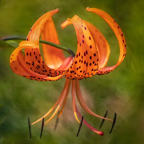 org lily by jaxpropix