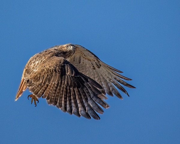 red tail hawk-2 - Birds - JaxPropix Photography 