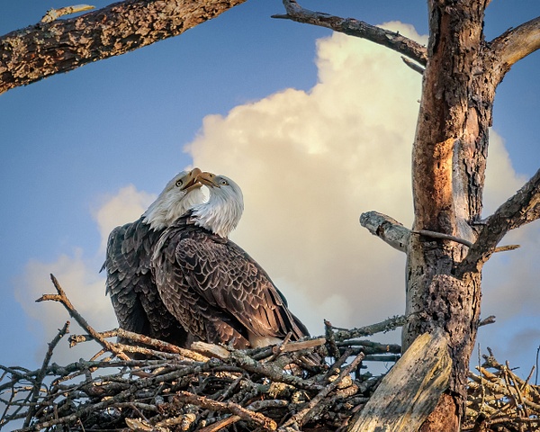 eagles kissing - Birds - JaxPropix Photography