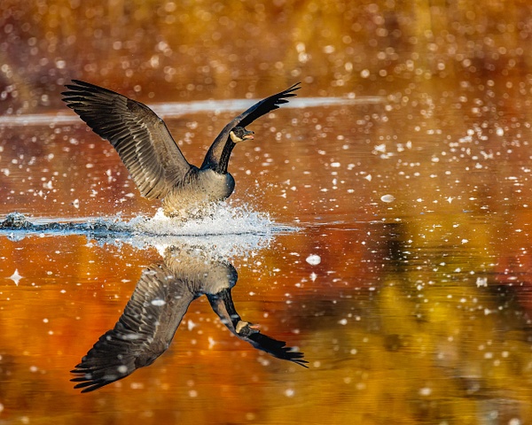 canada goose colors - Birds - JaxPropix Photography