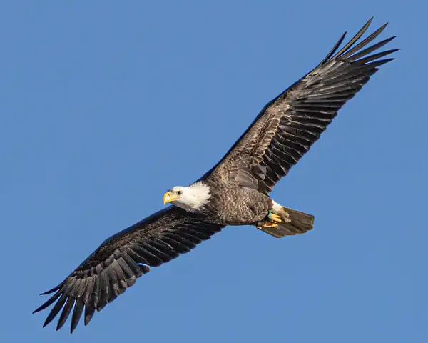 Eagles in Flight by jaxpropix