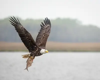 Eagles in Action