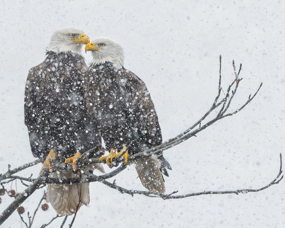 eagles at rest_-24