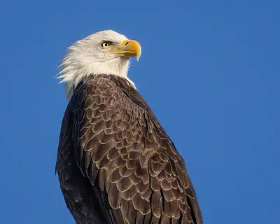 Eagle homepage