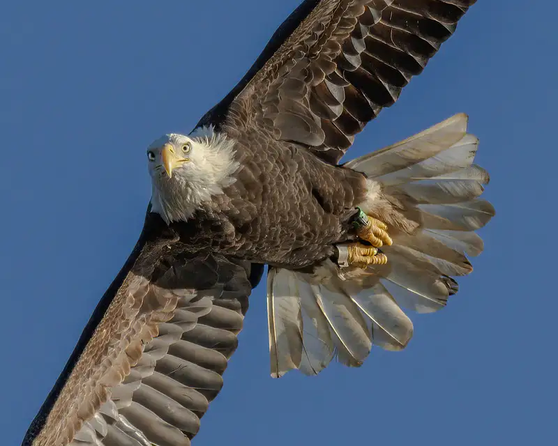 eagles in flight-18