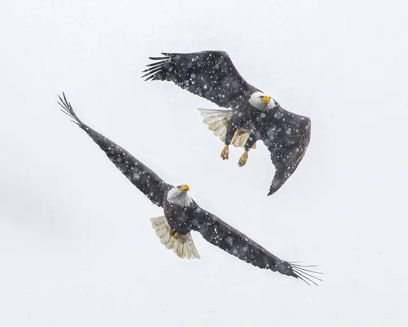 eagles in flight-31