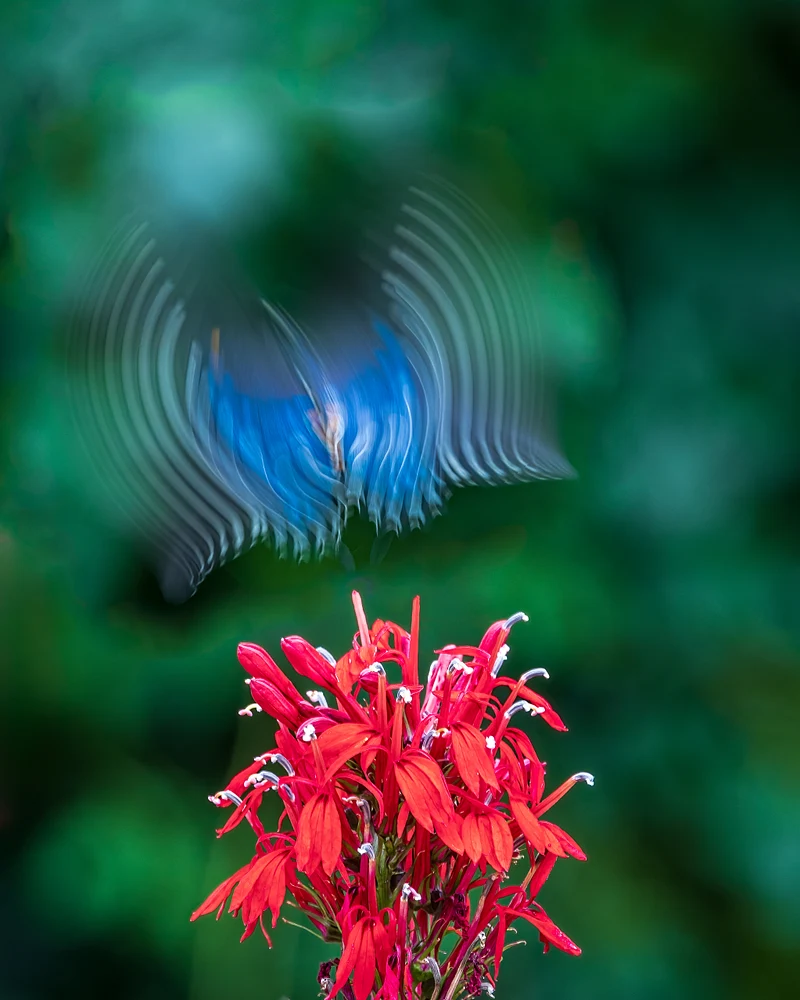wildlife-13