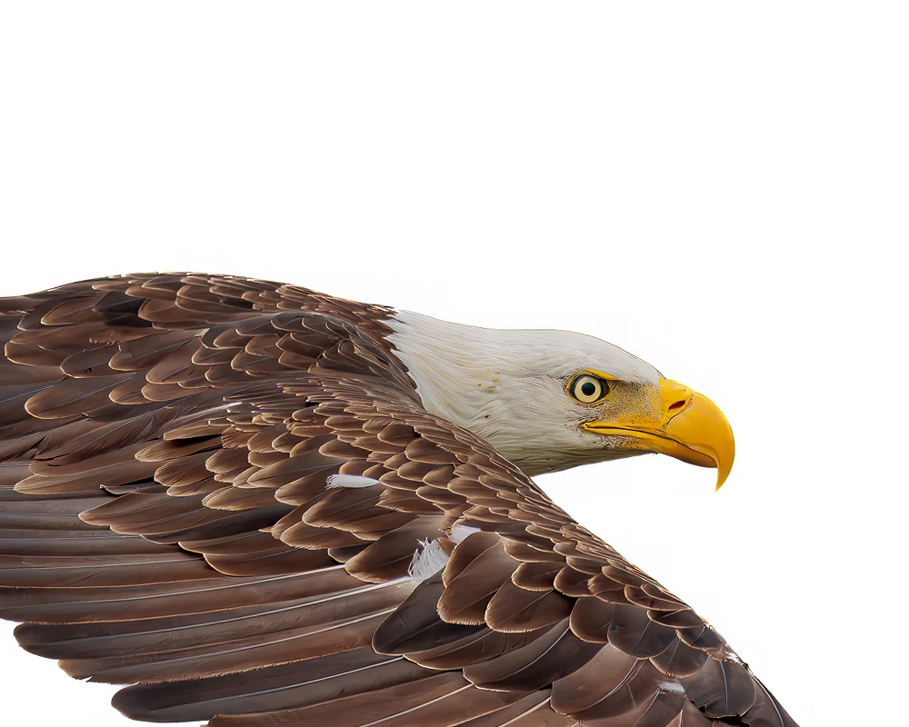 eagle flying on white-1
