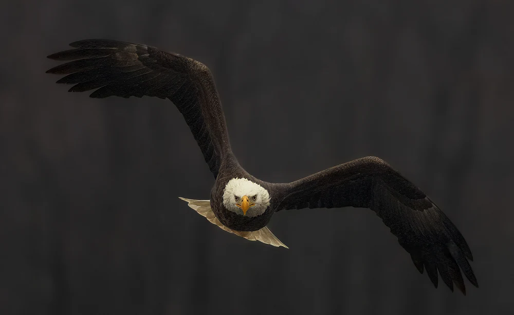 eagles in flight-9