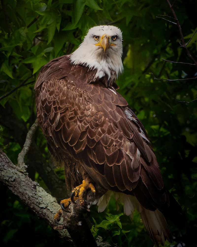 low key eagle-1