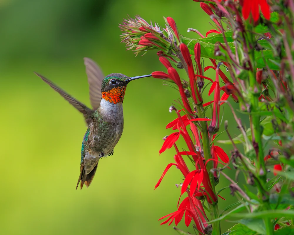 jaxpropix birds-5