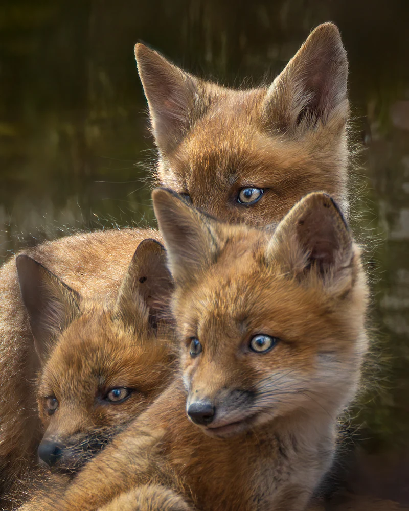 wildlife-15