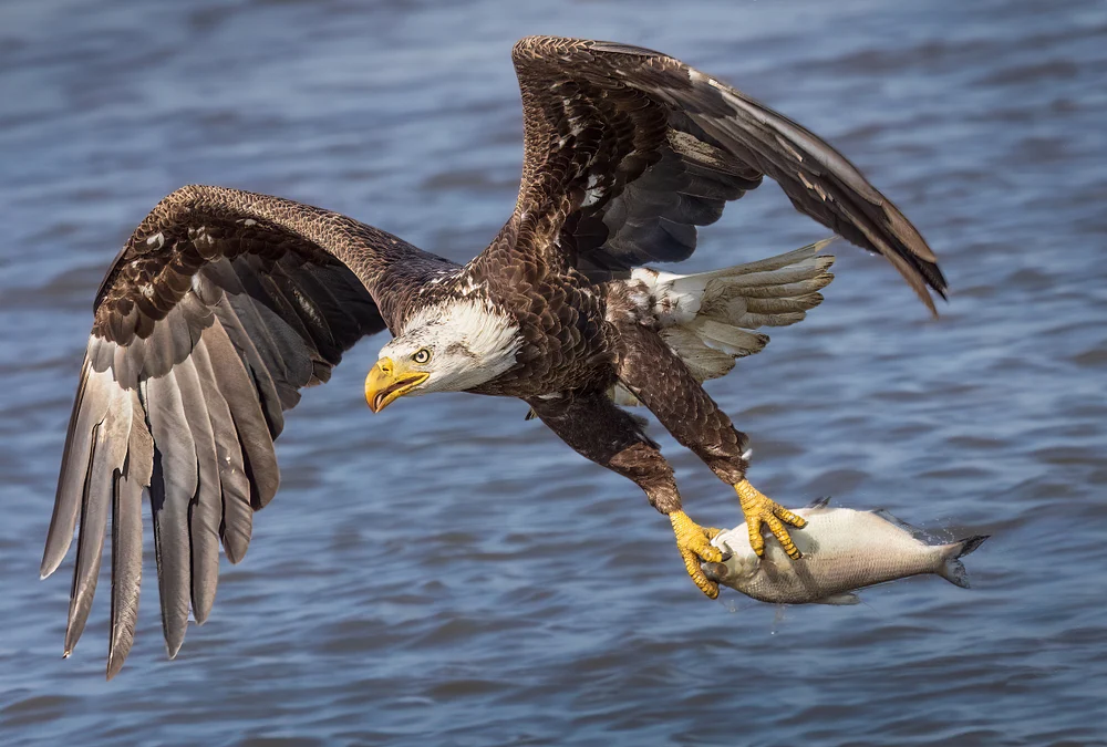 eagles in action-27