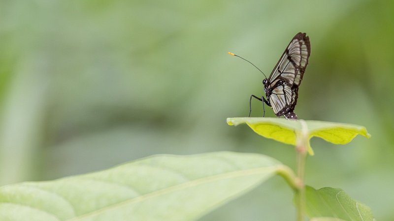 Equateur - Papillon 2
