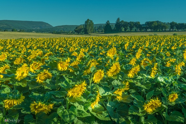 Sunflowers in in full bloom. Southern France