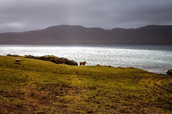 Scotland! - Mull - Heather Morrison Photography  