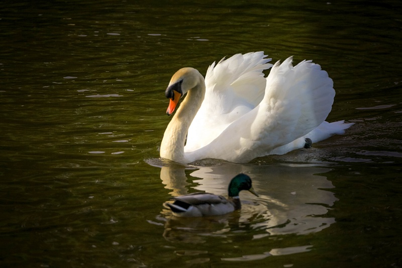 Swans reflecting Ducks