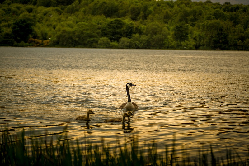 Early evening Geese