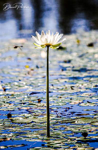 Water Lily by DavidParkerPhotography