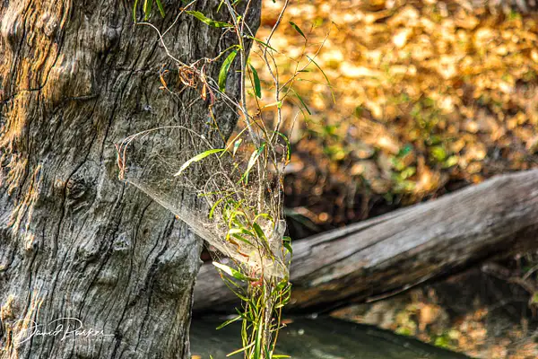 Spider Web by DavidParkerPhotography