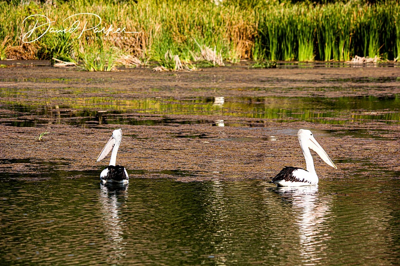 Birdlife on the Ord River