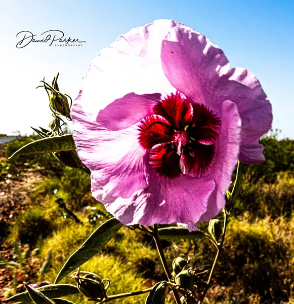 Sturt Desert Rose by DavidParkerPhotography