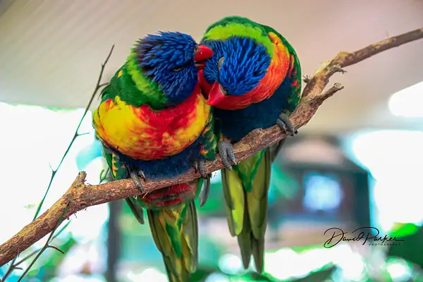 Rainbow Lorikeets by DavidParkerPhotography