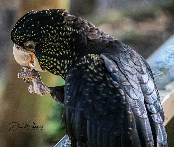 Yellow Speckled Black Cockatoo by DavidParkerPhotography
