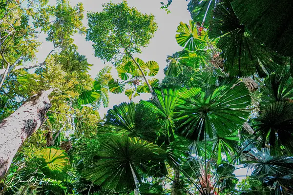 Daintree Rainforest Canopy by DavidParkerPhotography