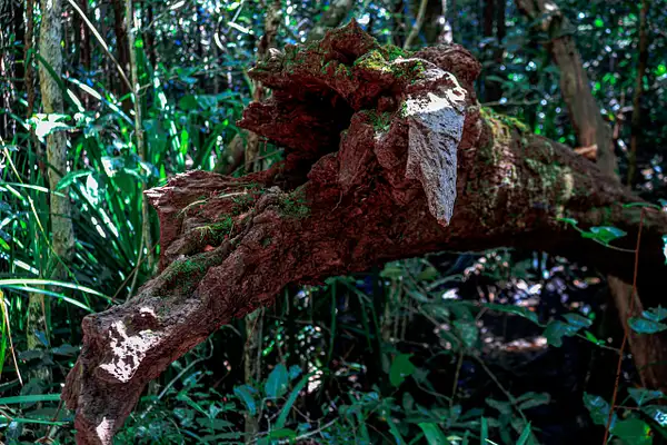 Daintree Rainforest by DavidParkerPhotography