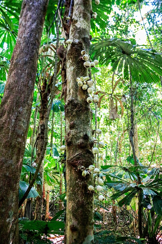Daintree Rainforest Canopy